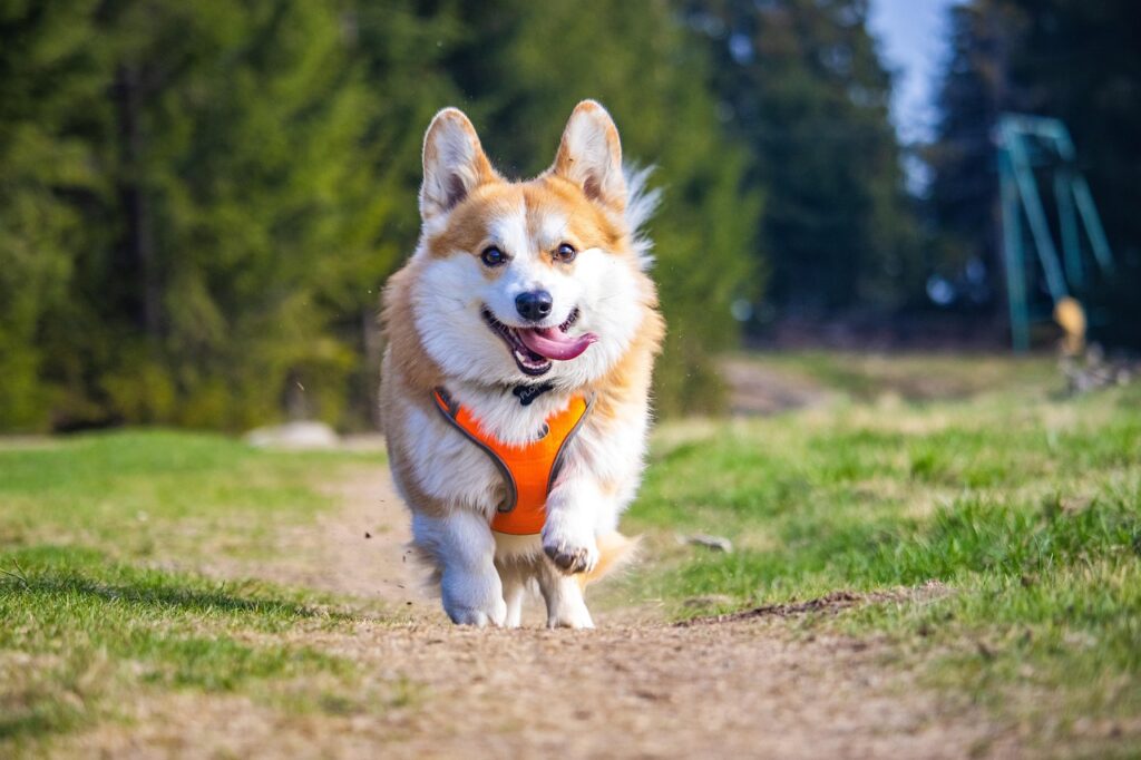 corgi corgi