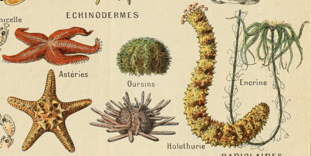 szkarłupnie przykłady