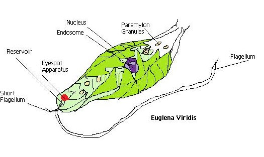 euglena zielona